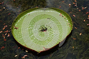 Heart shape giant lily pad